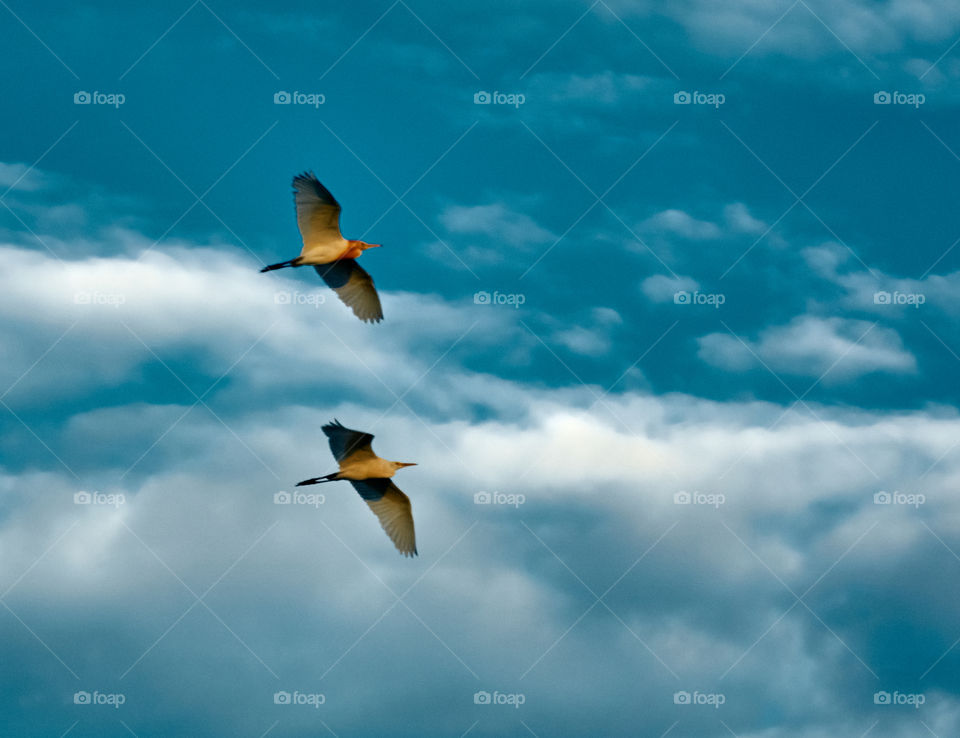 Bird Flight Photography - Egrets - Emphasis the stress free nature