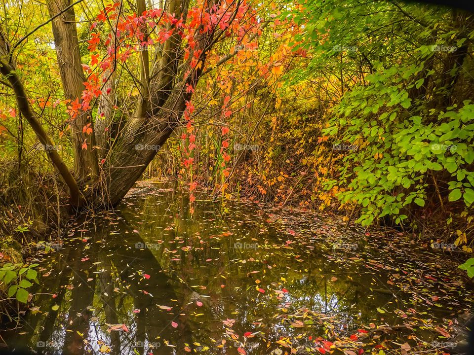 Autumn trees in forest