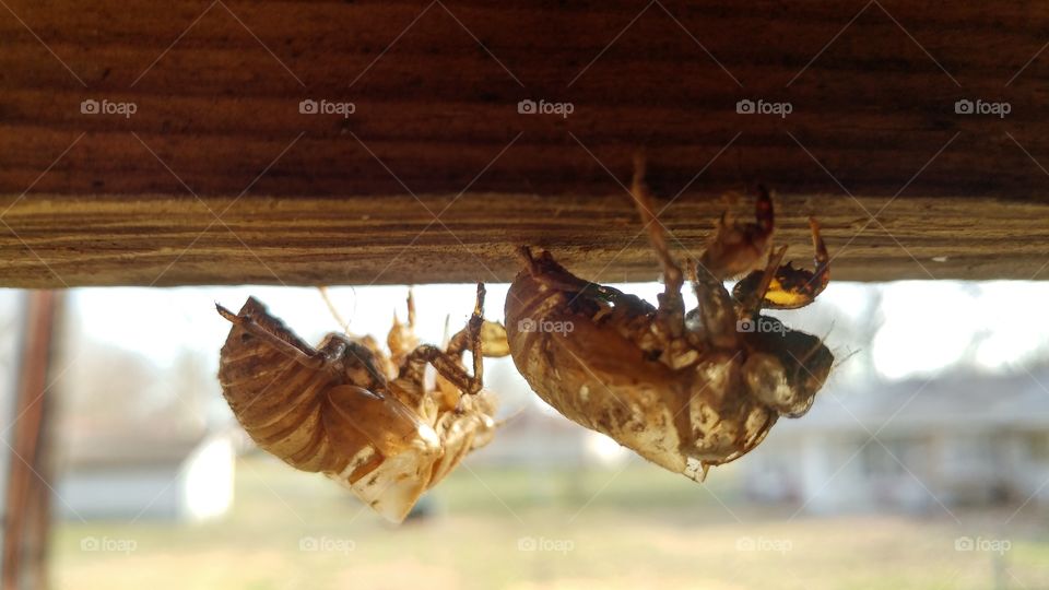 Remnants of last summer's cicada invasion