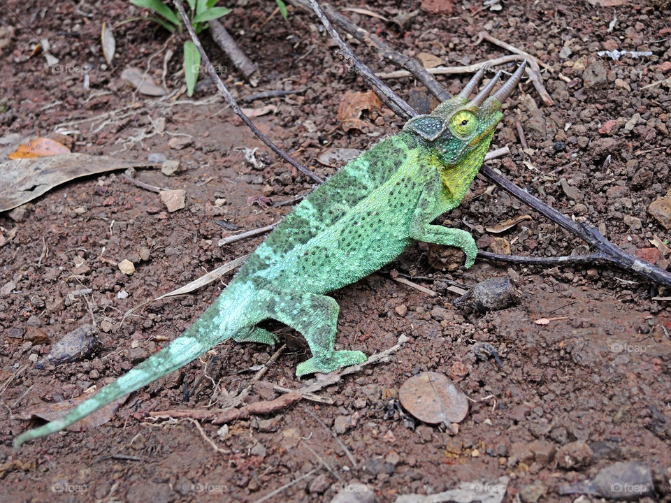 Hiking Surprise