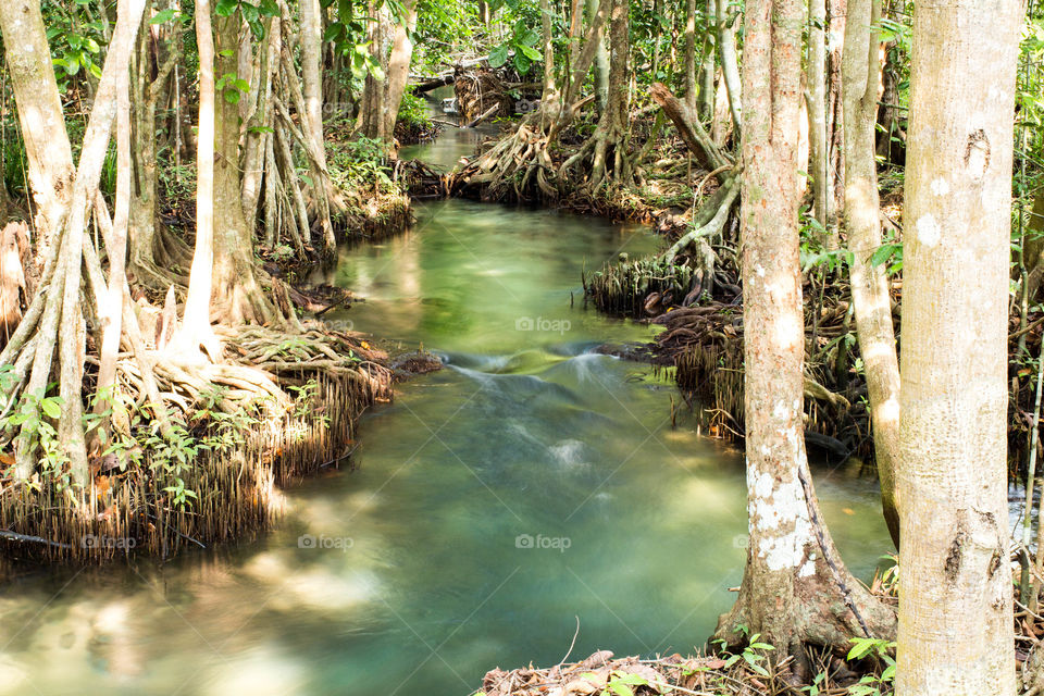 Clear water stream in the forest