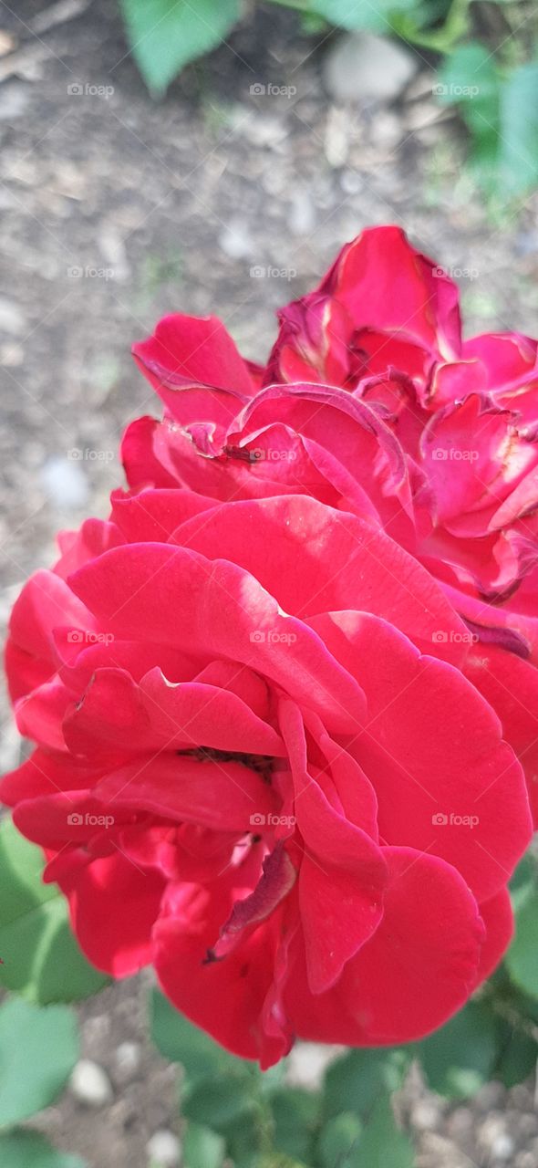 red rose  petals curling in and out