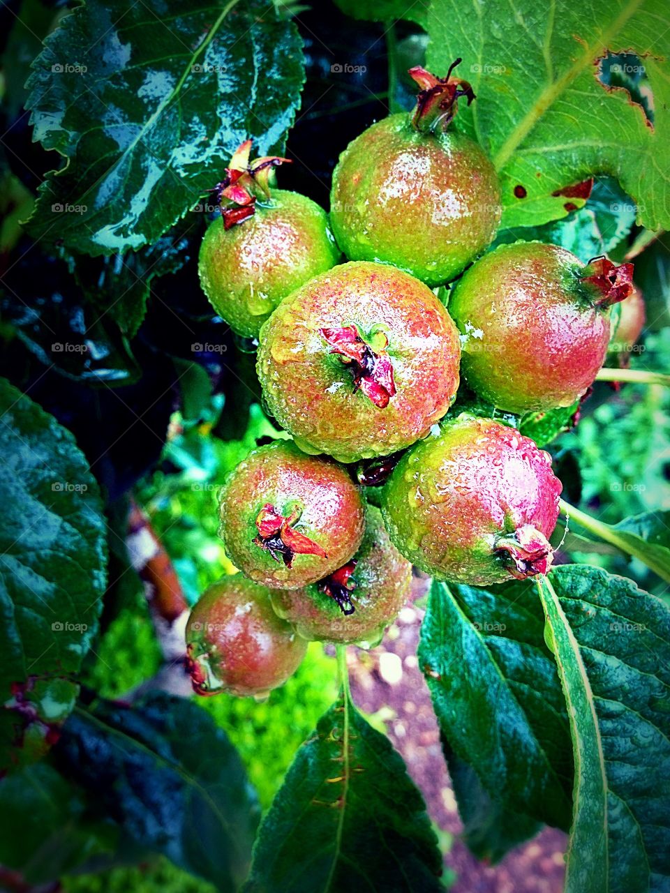 Fresh apples with dew drop hanging on plant