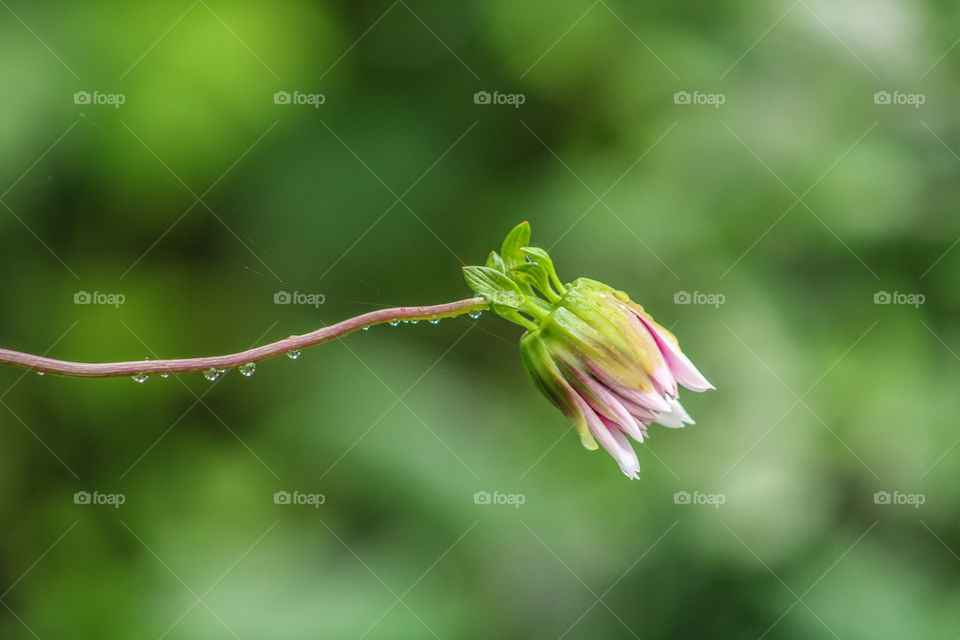 flower with after rain. Awesome pink colour Dahlia with water drops.pink colour flower with green background