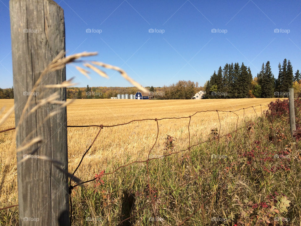 Field of gold