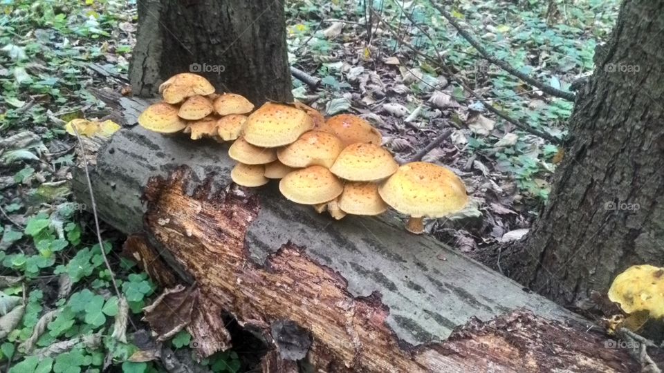mushrooms on a tree