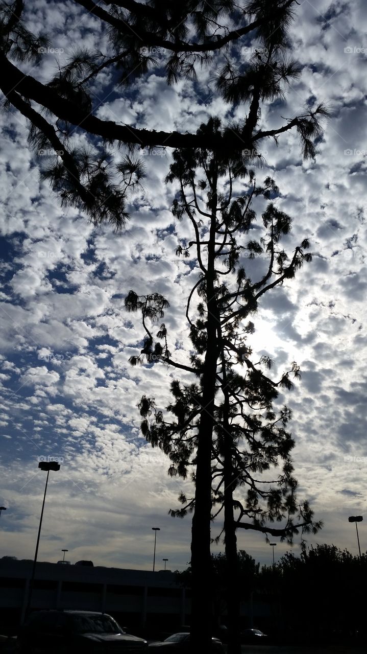 pine tree silhouette 