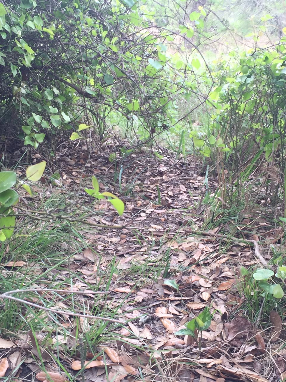 A path through the woods