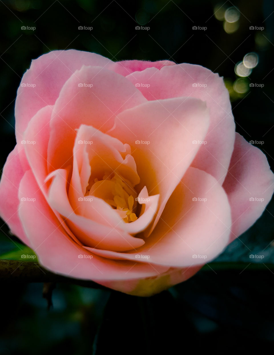 Camellia Flower Floral