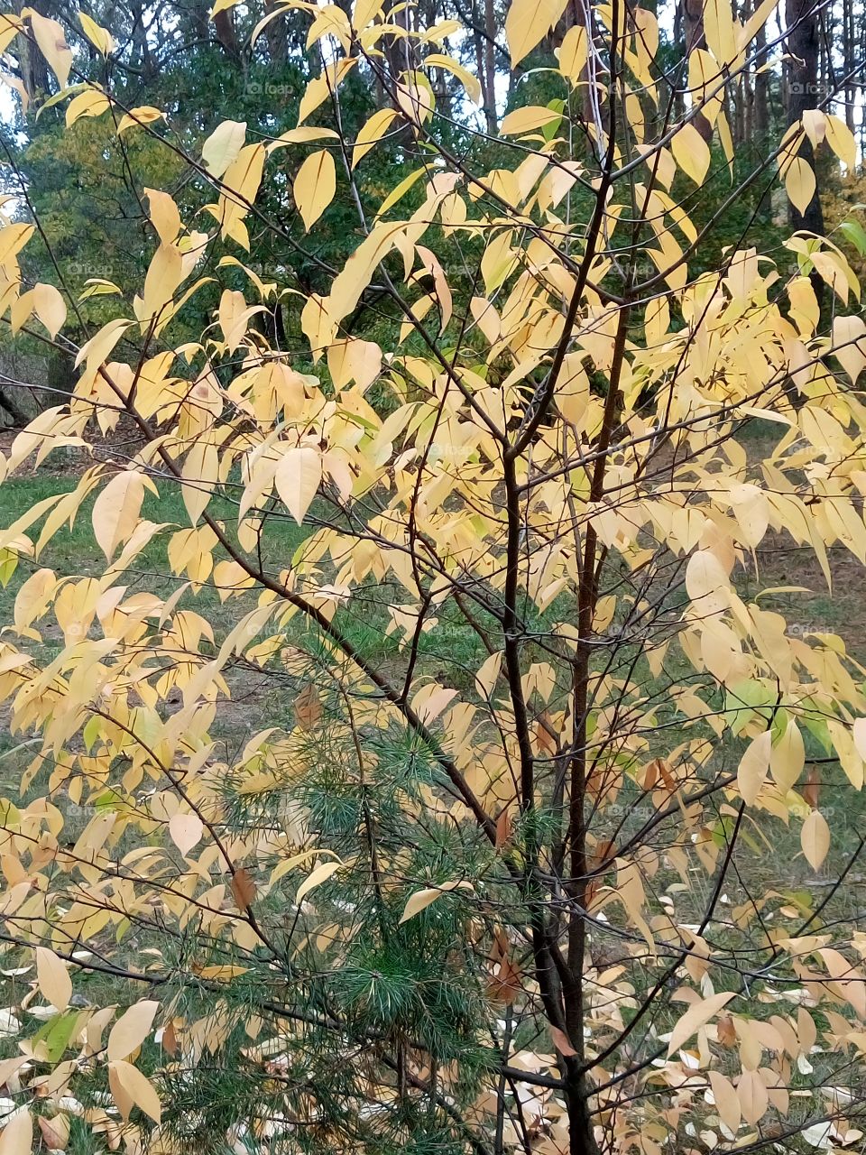 polish nature, autumn