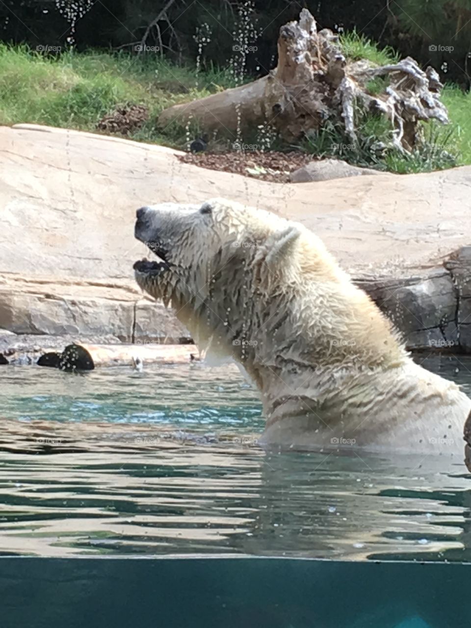 Polar Bear San Diego Zoo