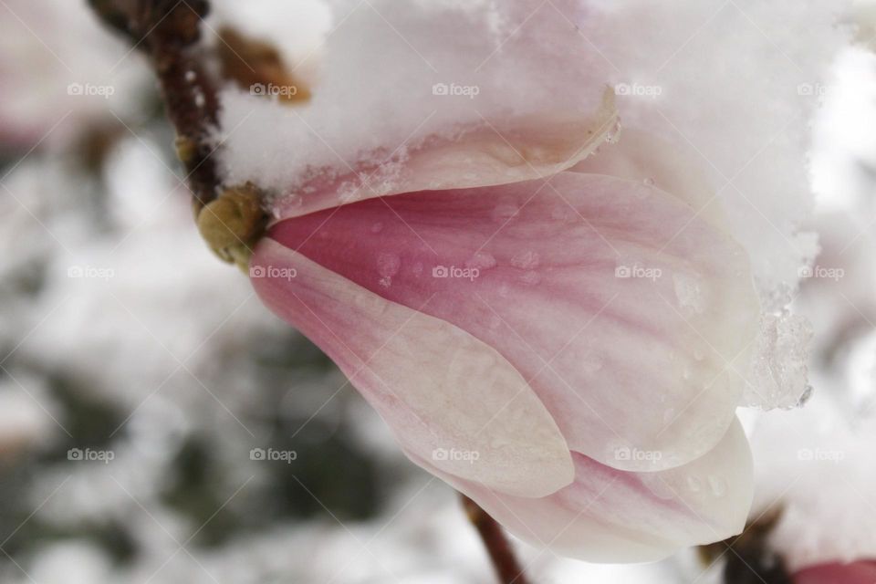Winter kisses spring. Pink magnolia with snow cover.