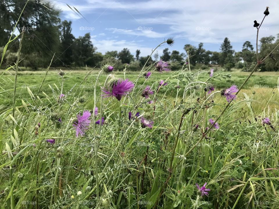 Nature and flowers 