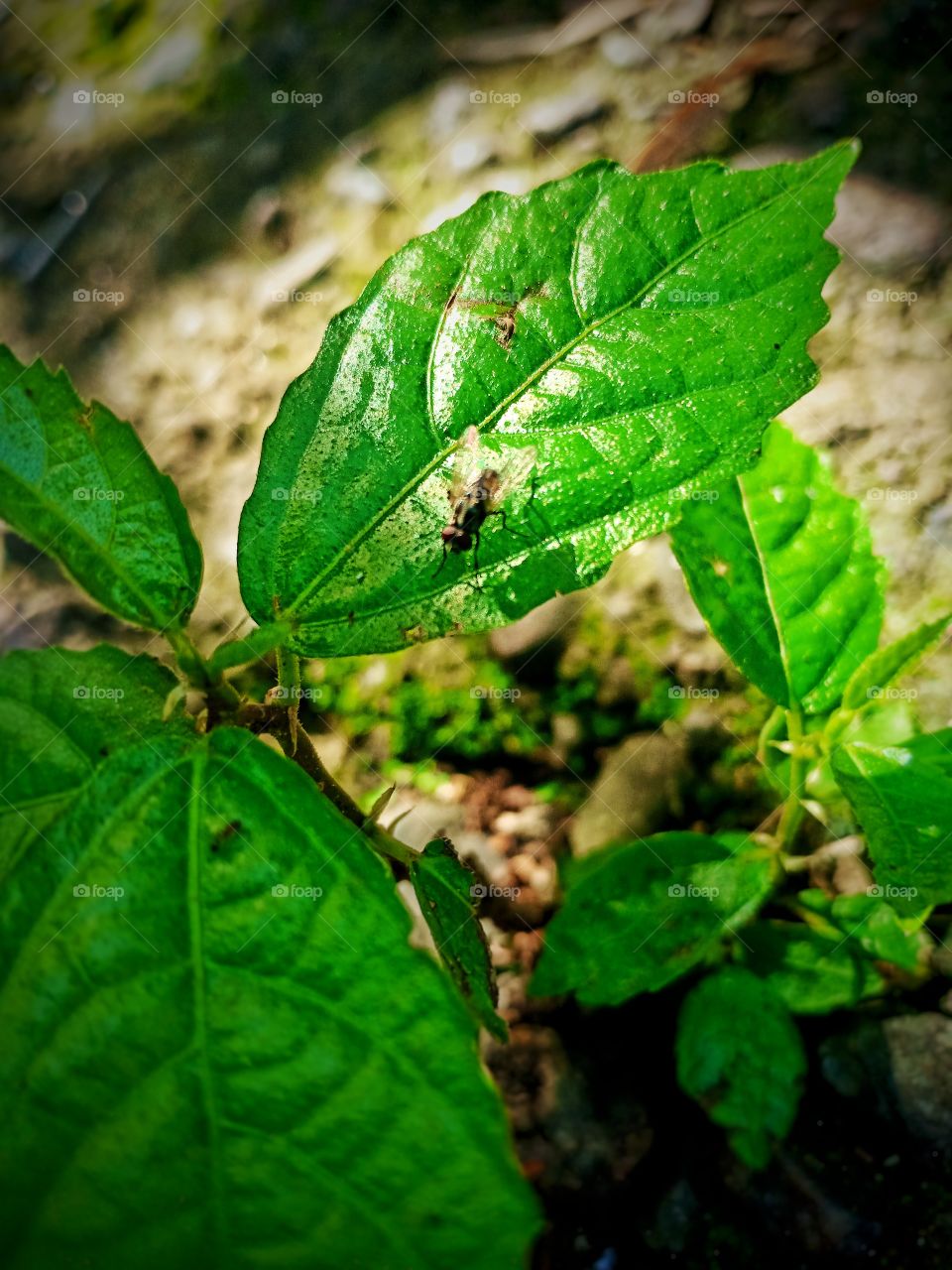 fly eating plant