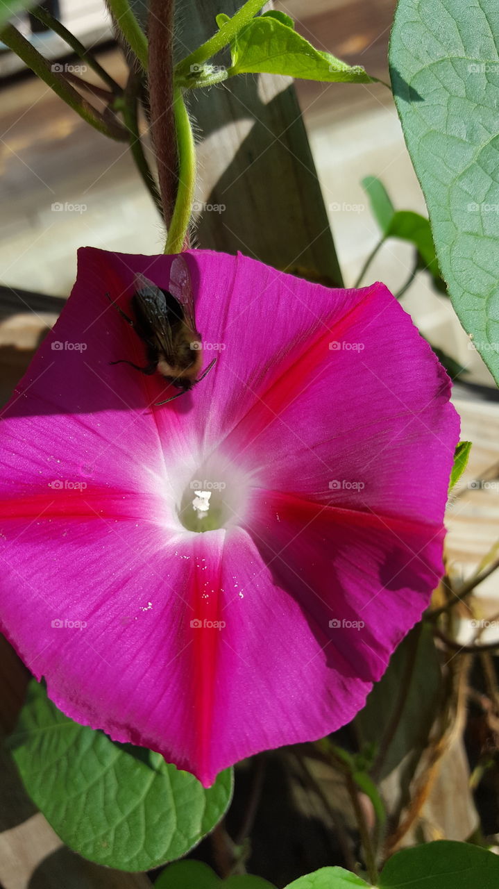 No Person, Nature, Flower, Leaf, Flora