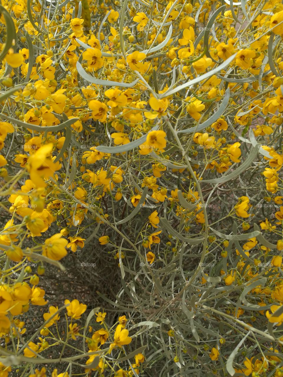 The blooming of yellow sage flowers in the park