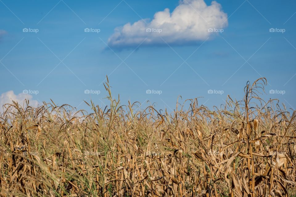 Beautiful field across blue sky on sun shine day