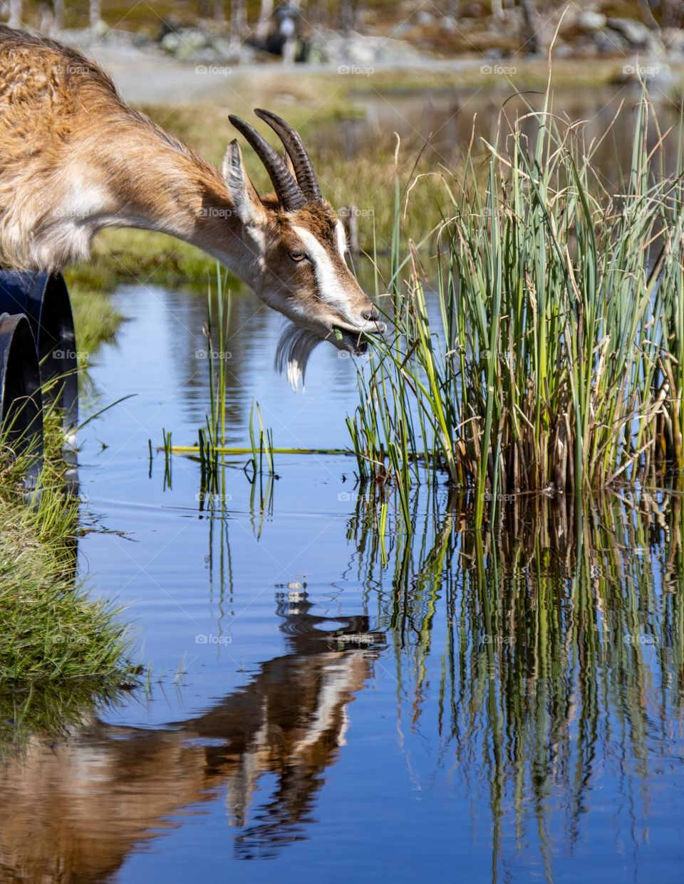 At the Mountain, 1000Meter over sea,this goats find some water in the gras,after the Rain. 
its Mountain goat and this pretty one see himself in the mirror.
