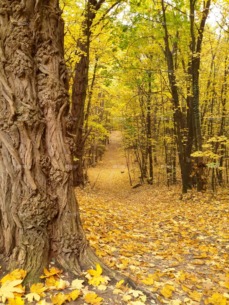 Golden magical autumn forest in Poland, Zielona Góra