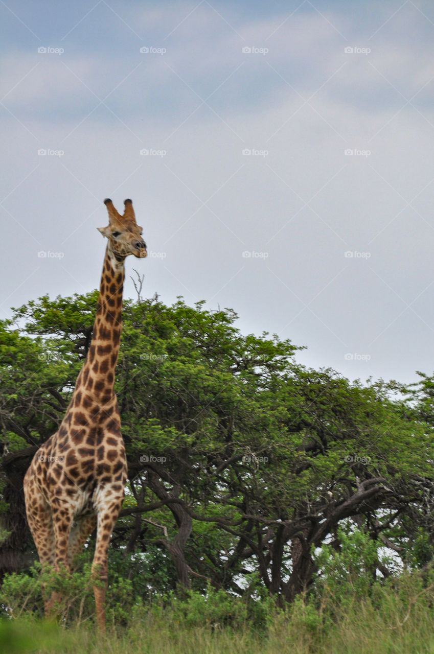 Giraffe near Kruger National Park