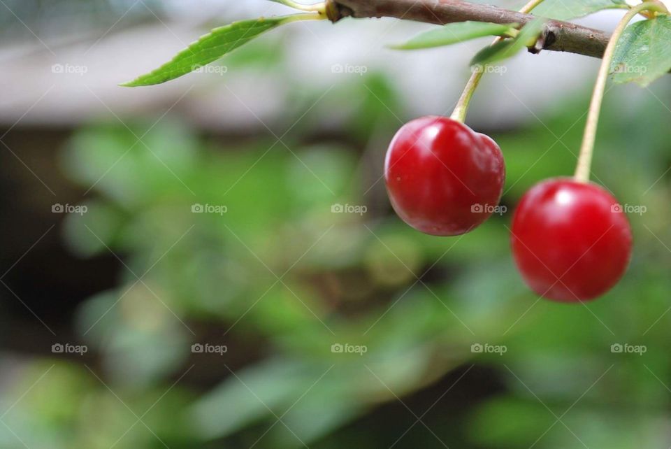 Two cherries on a cherry tree branch
