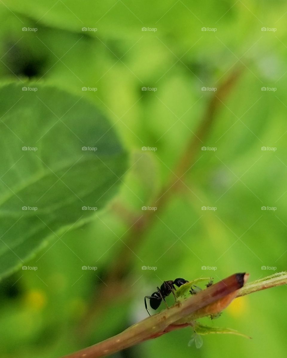 Ant in the foliage