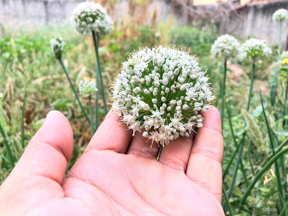 Beautiful onion flower growing in our backyard 