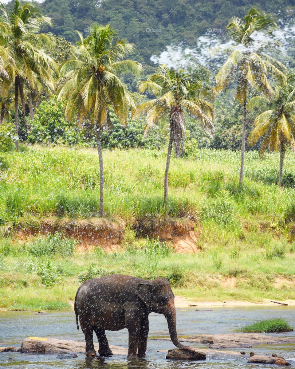 Beautiful elephant in Pinnawela orphanage in Sri Lanka taking a bath in the river 
