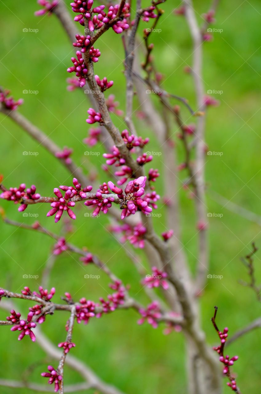 Pink bud blooming on tree