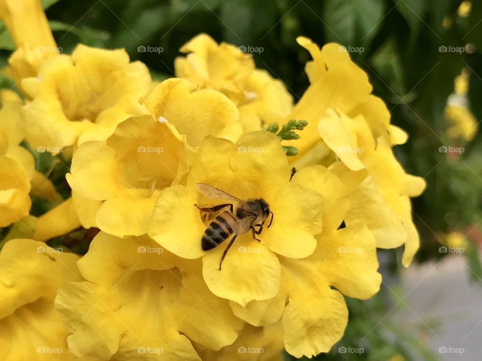 Bee collecting pollen 