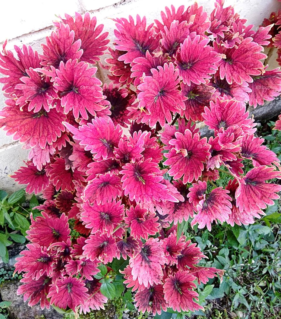 Rarely magenta plants!