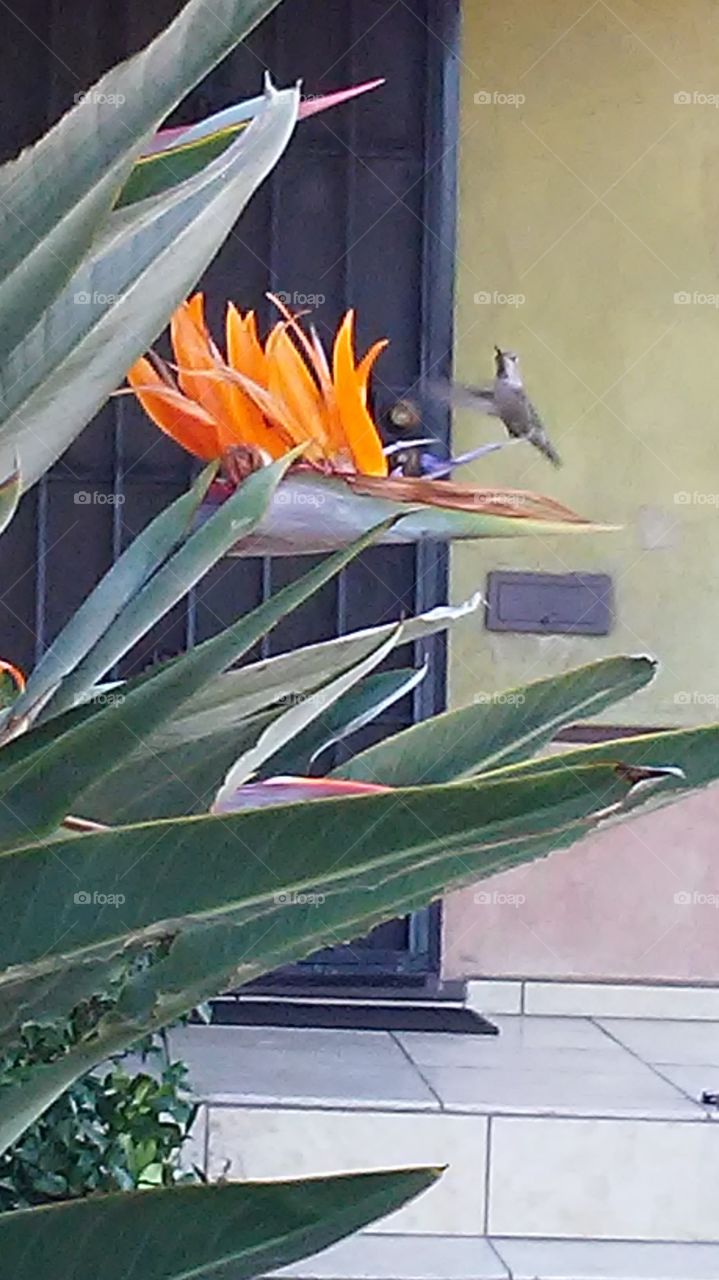Hummingbird Showing Off