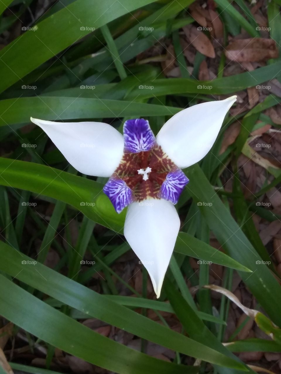 blooming easter lily closeup