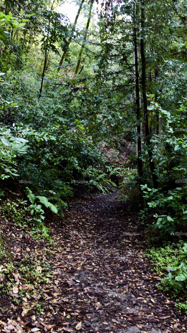 Verdant path through green forest