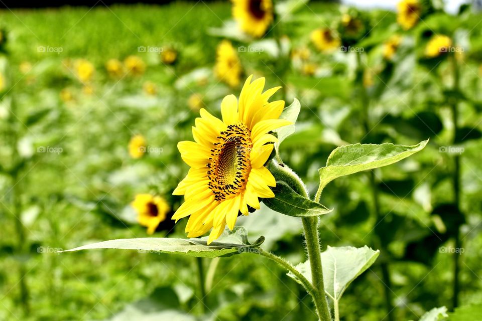 Sunflower in the field 