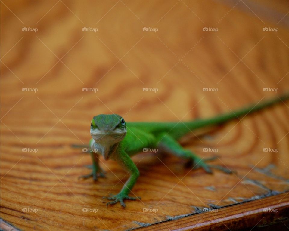 Anole