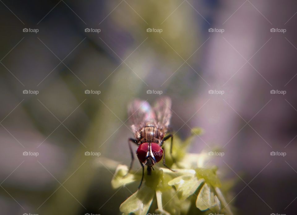 Close-up fly