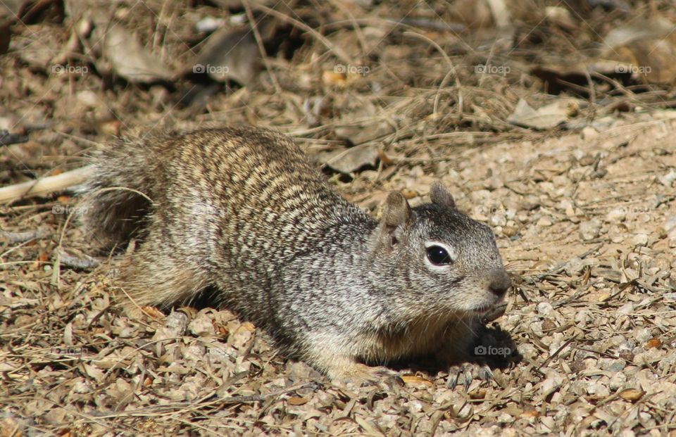 Arizona Squirrel Foraging in Desert