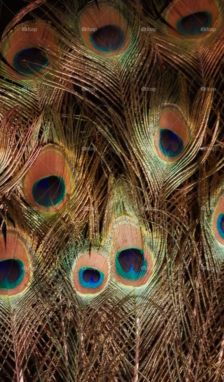 bird feather,bird,feather,peacock,landscape,colorful,faune,animals,rural,countryside,reflection