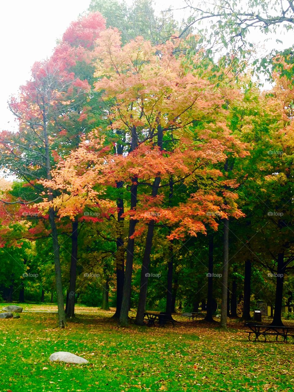 Autumn Tree in Park-Octobre 08 2014- Angrignon Park- Montreal, Quebec, Canada 