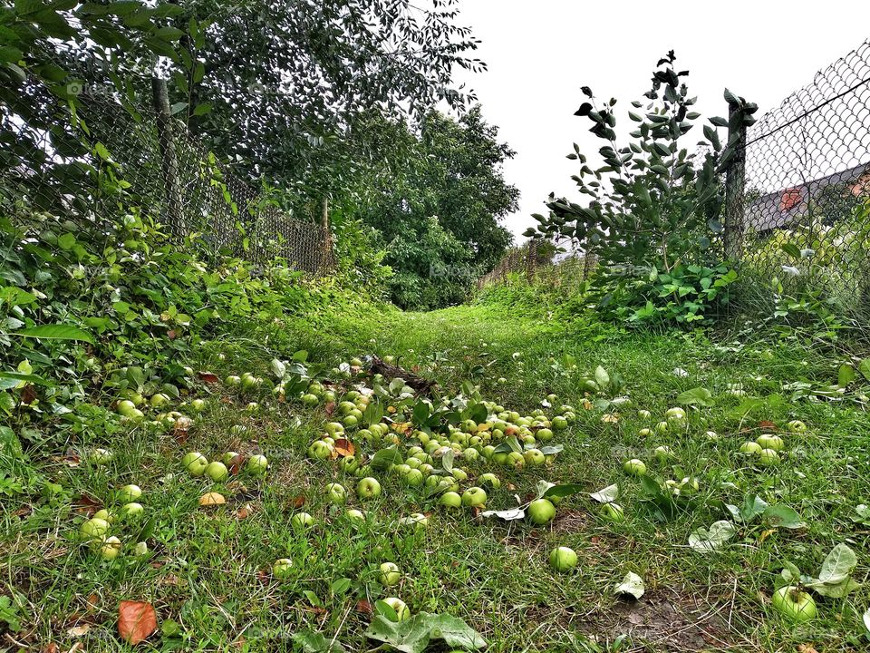 Apples on the path, rural scene, Ukraine