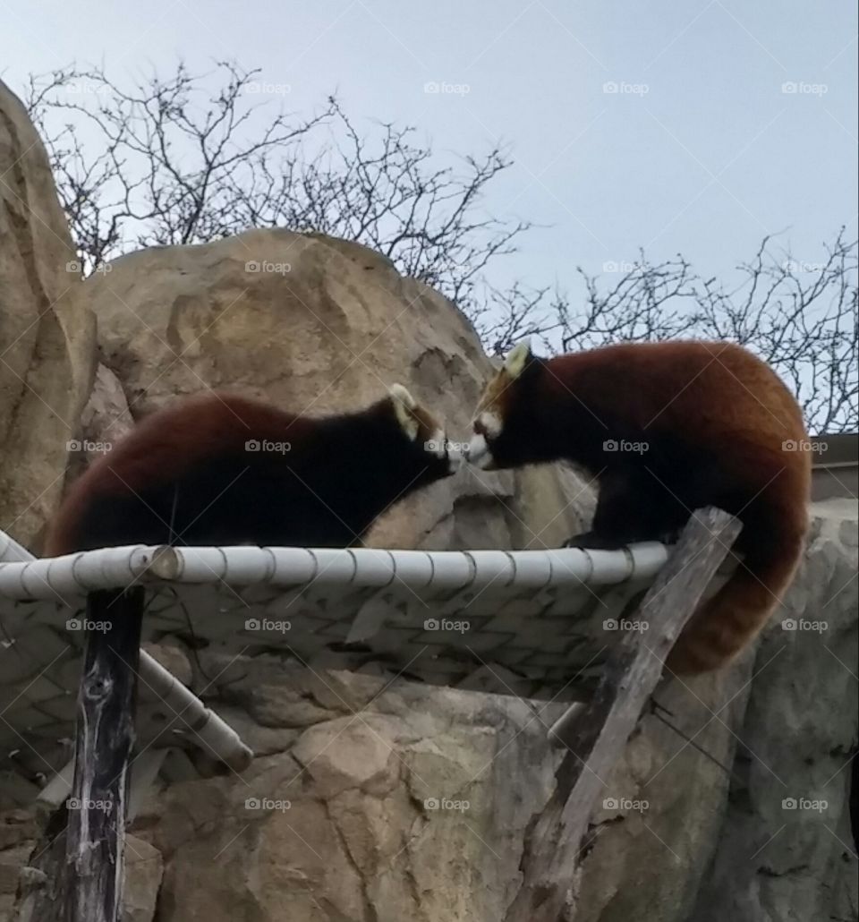 2 red pandas in love?