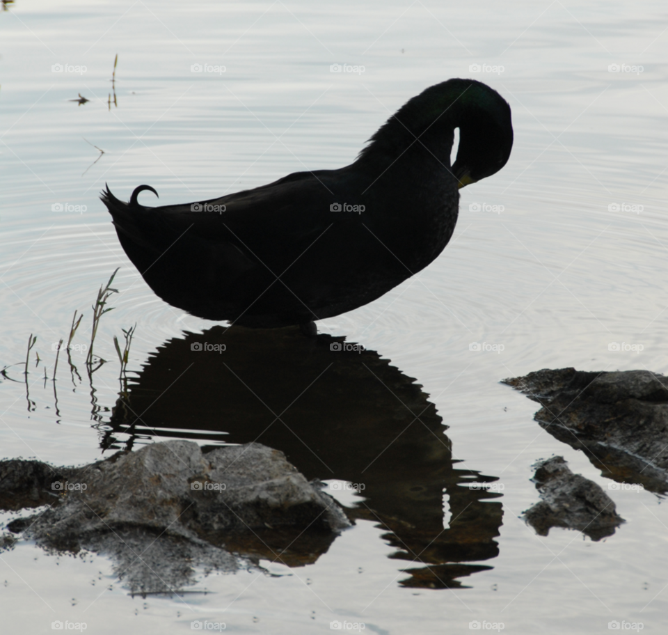 shadow water feathers silhouette by lightanddrawing