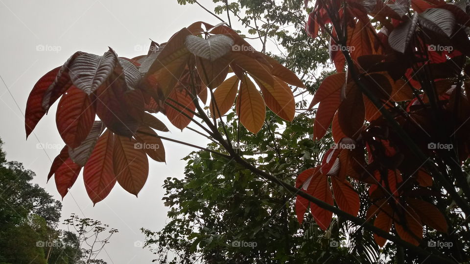 DAS NATUR, NATÜRLICHES LICHT, UMWELT, PFLANZENWELT, SONNENLICHT, BÄUME, BLÜTEZEIT, GUTES WETTER, HIMMELBLAU Haaallooouuu  liebe  freunde    
 Woooow!  Wunderbar!!!👍👍👍💙
Ich  gebe  da  5  große  sterne  ⭐⭐⭐⭐⭐  warum  habt  Wunderbar ...