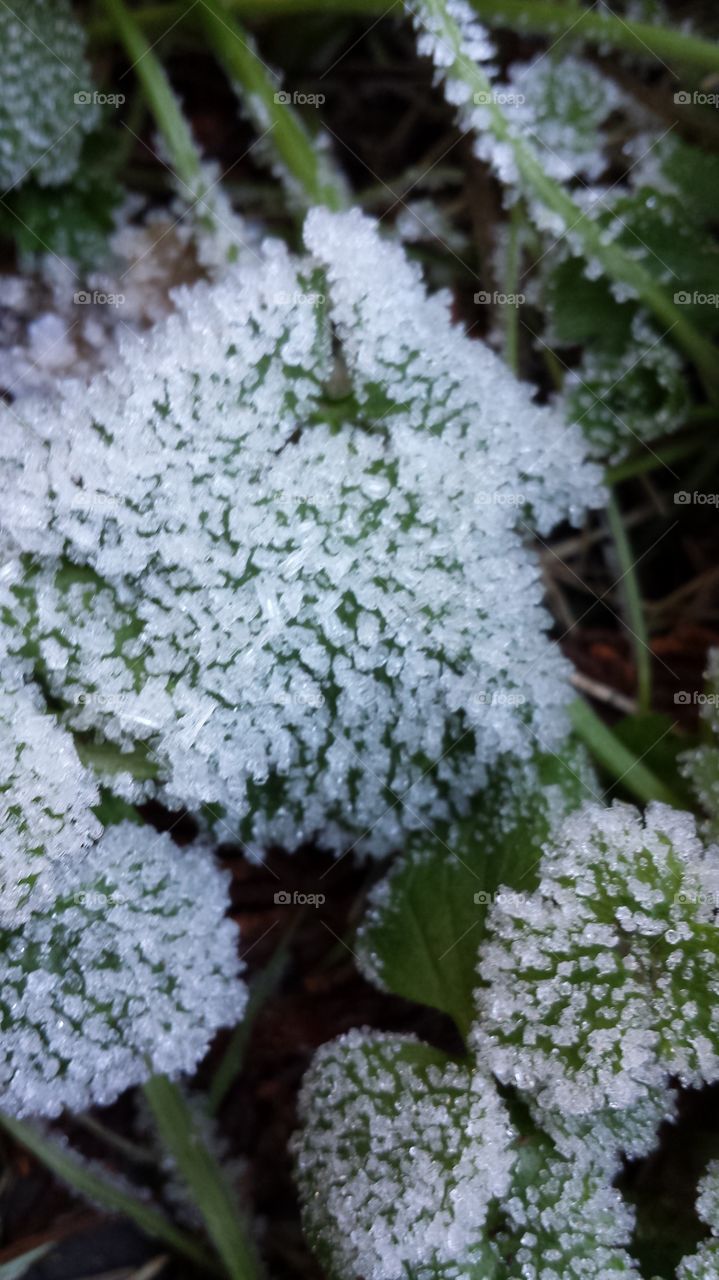 ice crystals on a leaf