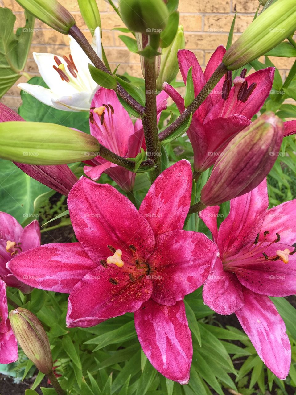 Bi-colored lilies