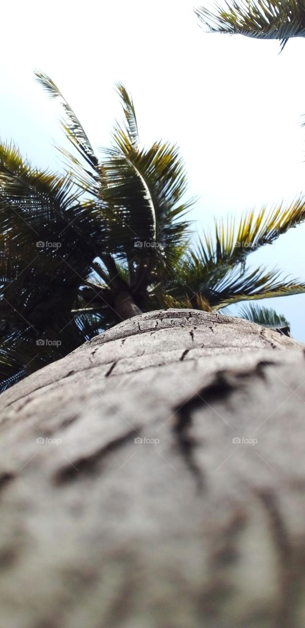 coconut tree