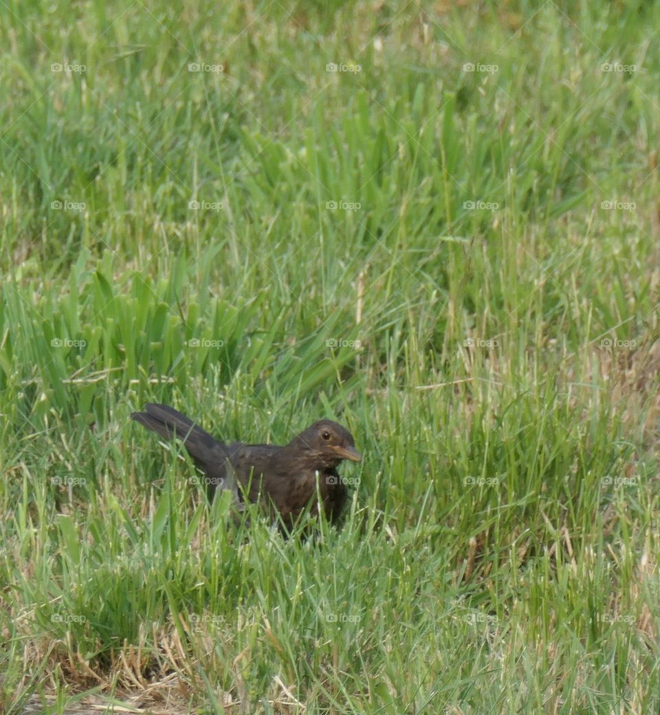 Amsel im Gras