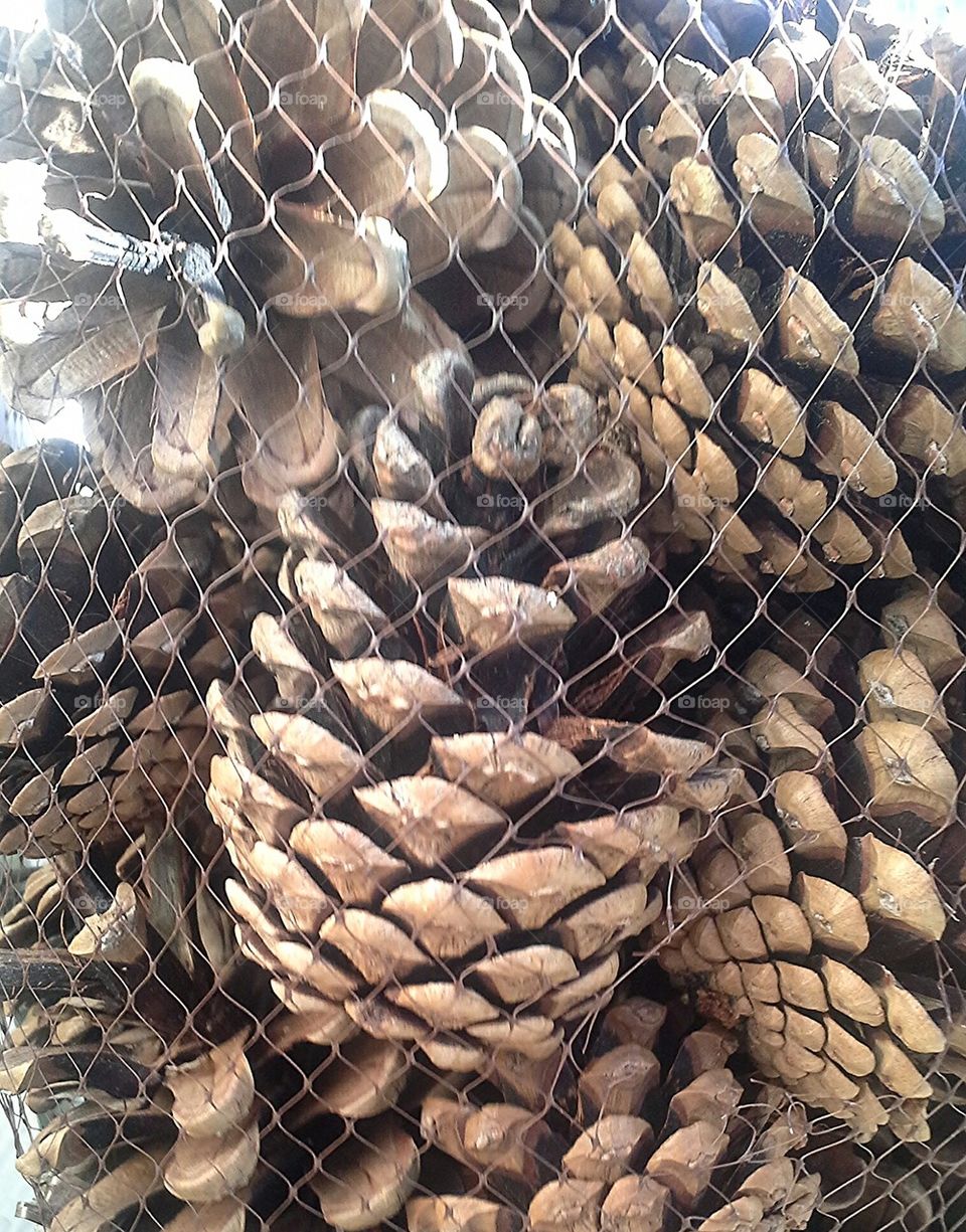 Pine Cones