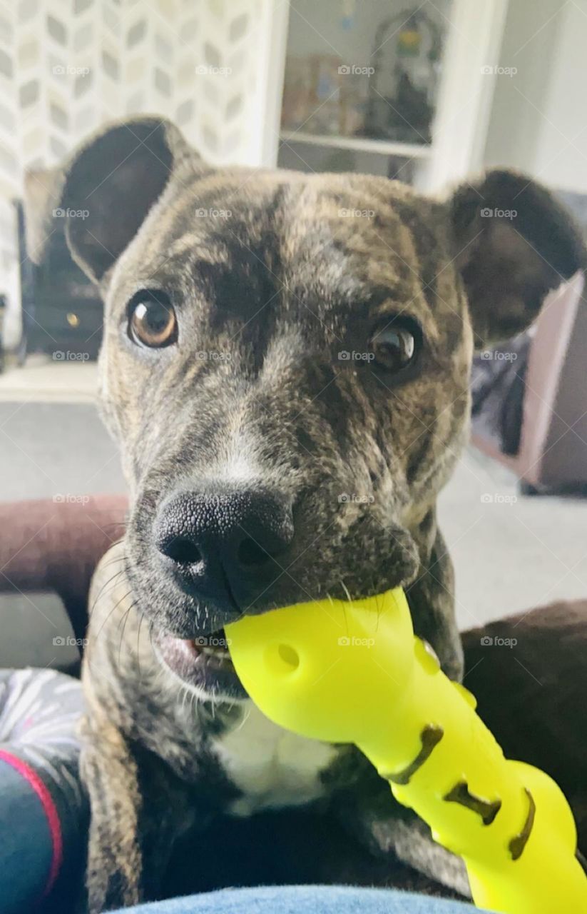 Happy puppy today! Enjoying the sunshine☀️